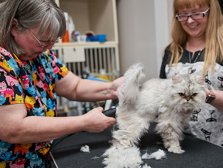 Feline grooming shop